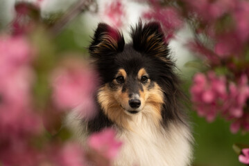 A tricolor Sheltie dog gazes thoughtfully amid blossoming spring flowers in a peaceful park. The...
