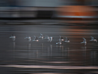 birds in the water