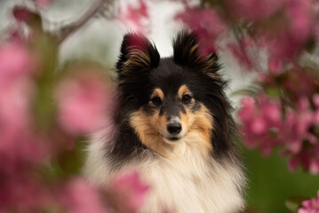 A fluffy tricolor Sheltie dog sits amidst colorful spring blossoms, capturing the essence of...