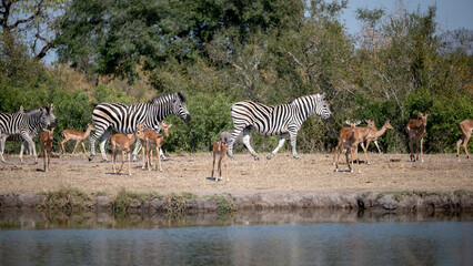 Obraz premium A Burchell’s zebra and Impala in procession as they approach a waterhole for a drink.
