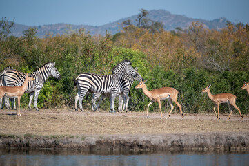 Burchell’s zebra standing alert to activity ahead while the Impala ignore the possible threat.