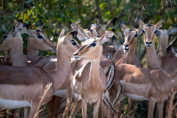 Impala herd crowding together on high alert with all members searching the surrounding bush for...