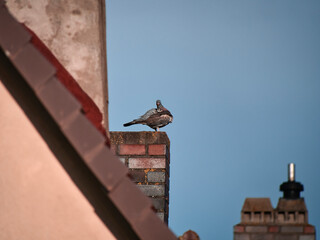 pigeon on the roof