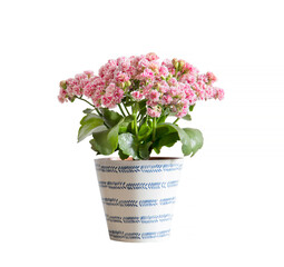 kalanchoe with pink flowers in pot isolated on white