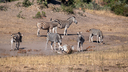 A Burchell’s zebra herd taking turns to enjoying a roll in the dust which is a ritual and means...