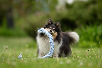 Obraz premium A cheerful Sheltie dog enjoys a vibrant day in the park, playing with a colorful rope toy amidst blooming flowers and fresh grass, showcasing the joy of springtime