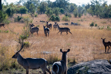 Waterbuck herd gathering at a waterhole in the dry grass backlit by the midday sun.