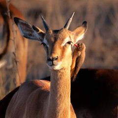 Young Impala ram with a Red-billed Oxpecker in attendance 