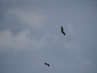 birds in flight