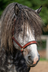 Close view of gentle dapple grey horse face. Focus on natural beauty, expression, coat detail....