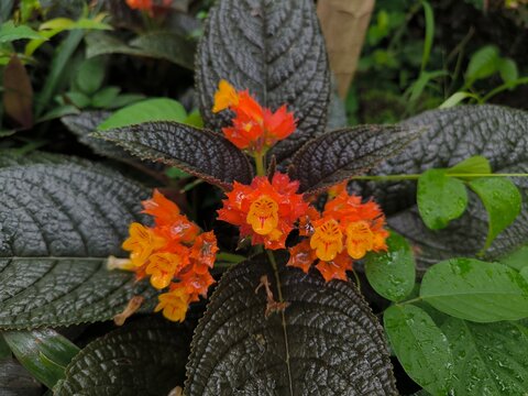 Chrysothemis pulchella plant with orange-red flowers. Botanical floral concept. Flowering plant with dark, textured leaves and vibrant orange-red flowers. 