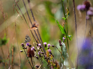 wild flowers in the forest