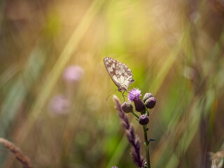 butterfly on a flower