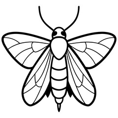 Moth  line art vector