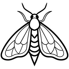 Moth  line art vector