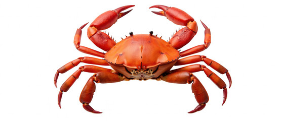 Fresh red crab seafood delicacy vibrant color marine life crustacean healthy protein gourmet dish ocean cuisine