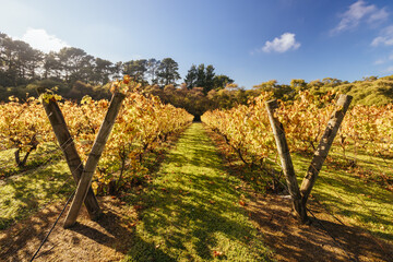 Mornington Peninsula Vines in Australia