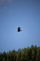 The yellow-headed vulture or lesser yellow-headed vulture is a scavenger bird of the family Cathartidae.