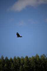 The yellow-headed vulture or lesser yellow-headed vulture is a scavenger bird of the family Cathartidae.