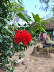Close up photo of red dragon fruit plant or tropical hibiscus or shoeblack plant with flowers shaped like curled paper growing on a grave.