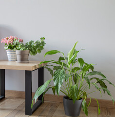 houseplants in pots  in modern interior