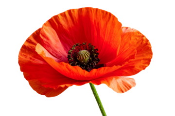 Single Red Poppy Flower in Side View with Curved Stem, Realistic Botanical Style, isolated on a transparent background