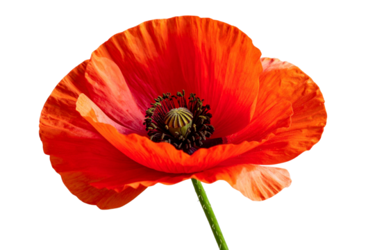 Single Red Poppy Flower in Side View with Curved Stem, Realistic Botanical Style, isolated on a transparent background - Powered by Adobe