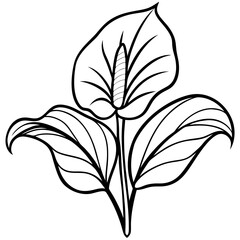 Peace Lily line art vector