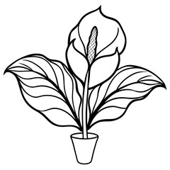 Peace Lily line art vector