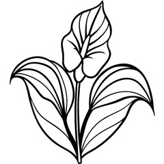 Peace Lily line art vector