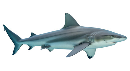 Isolated Shark Aquatic Predator