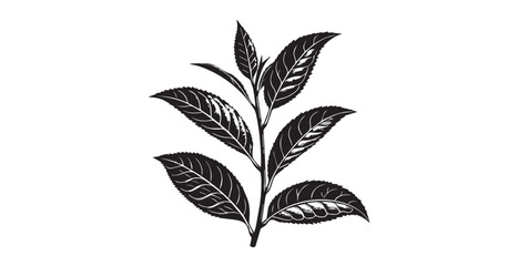 Detailed illustration of a tea plant branch with leaves in silhouette