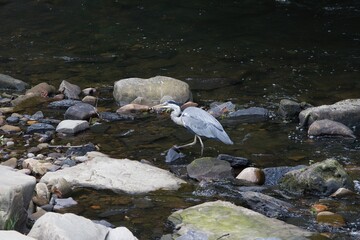 Obraz premium Heron in a countryside park.