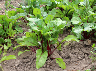 Red table beets (Beta vulgaris) grow in open soil