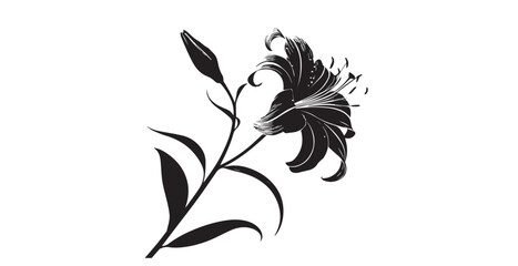 Elegant black lily flower and bud with detailed petal lines silhouette © arif