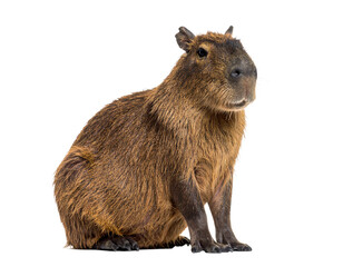 Fototapeta premium A capybara, the world's largest rodent, isolated on a white background, often found in South American wetlands.