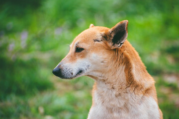 Close-up profile of a light brown dog, outdoors in a blurred green natural setting near Bengaluru,...
