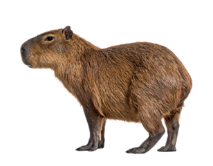 A capybara, the world's largest rodent, isolated on a white background, often found in South American wetlands.