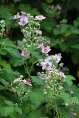 Blackberries are blooming in the orchard