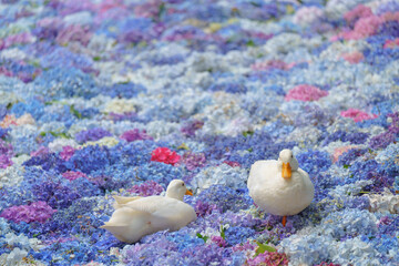 アジサイの水中華に浮かぶアヒル