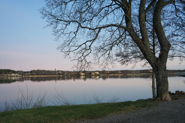 A tree by the lake