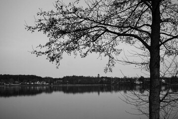 A tree by the lake
