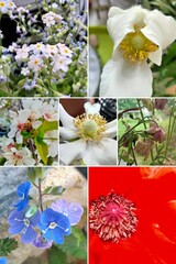 collage of flowers