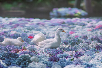 アジサイの水中華に浮かぶアヒル