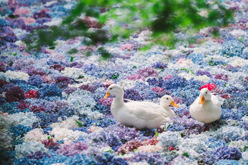 アジサイの水中華に浮かぶアヒル