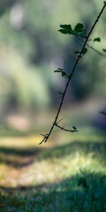 Branch of Shrubby blackberry whose young shoots were eaten by a Roe deer in a forest path. Rubus fruticosus, Capreolus capreolus, Sologne, Loiret 45, région Centre Val de Loire, France, Europe