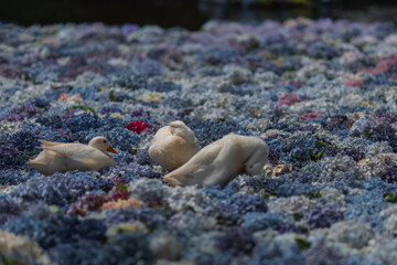 アジサイの水中華に浮かぶアヒル