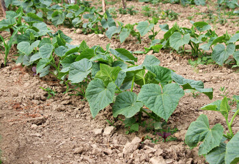 Young cucumber seedlings growing in open ground