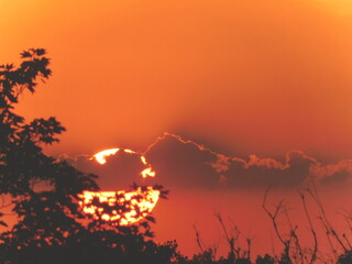 sunset in the forest
