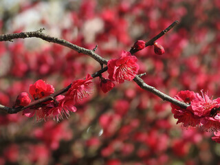 抜きつ抜かれつ